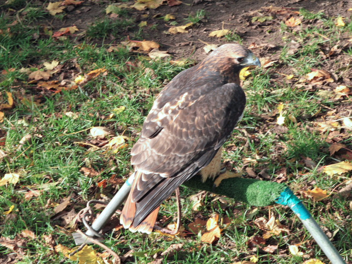 Red-tailed hawk