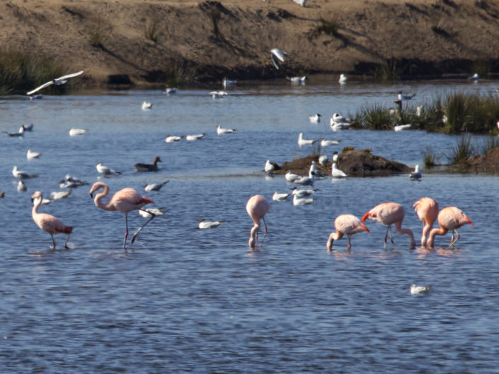 Chilean and lesser flamingos