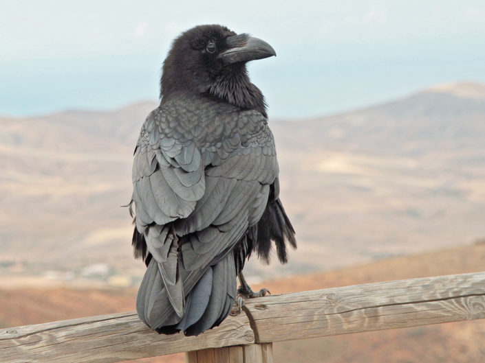 Canarian raven