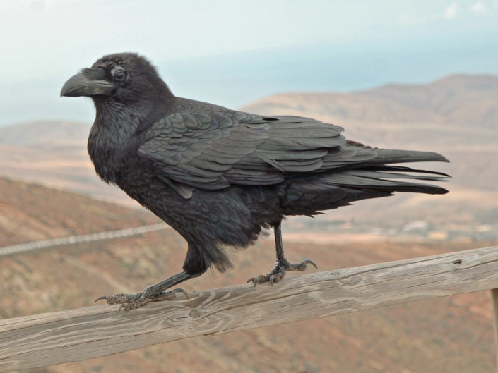 Canarian raven