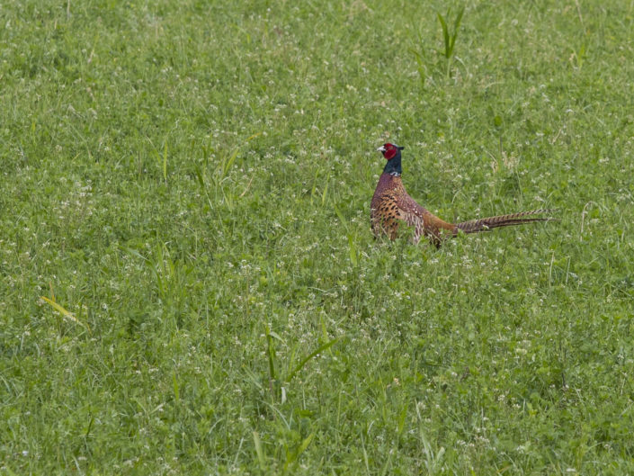 Common pheasant