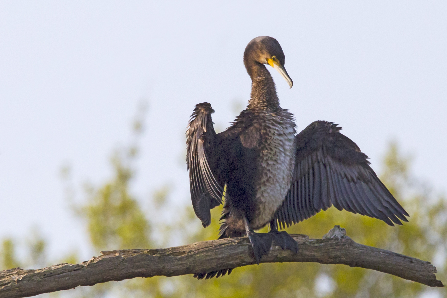 Cormorant on a dead tree