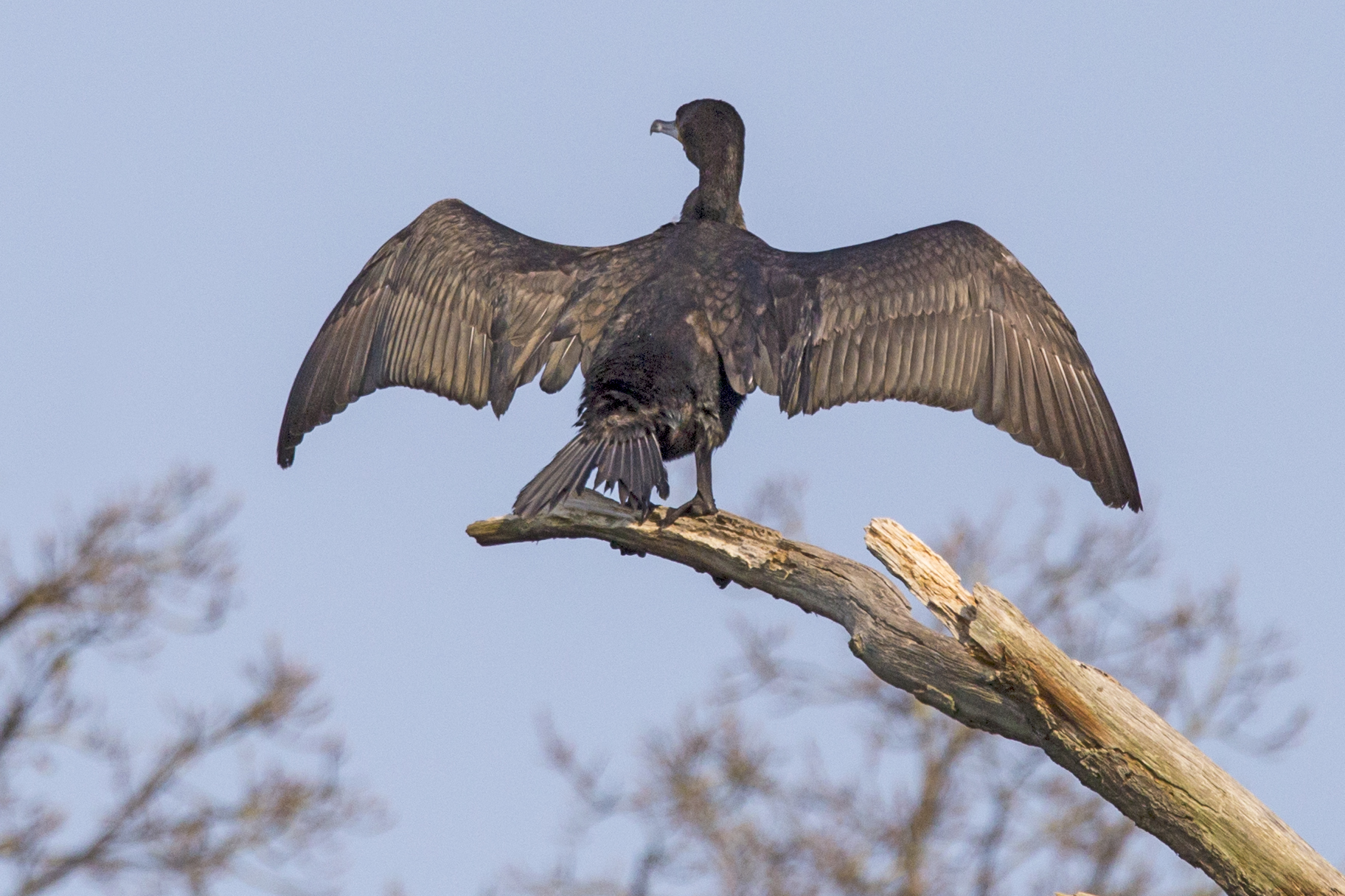 Cormorant on a dead tree