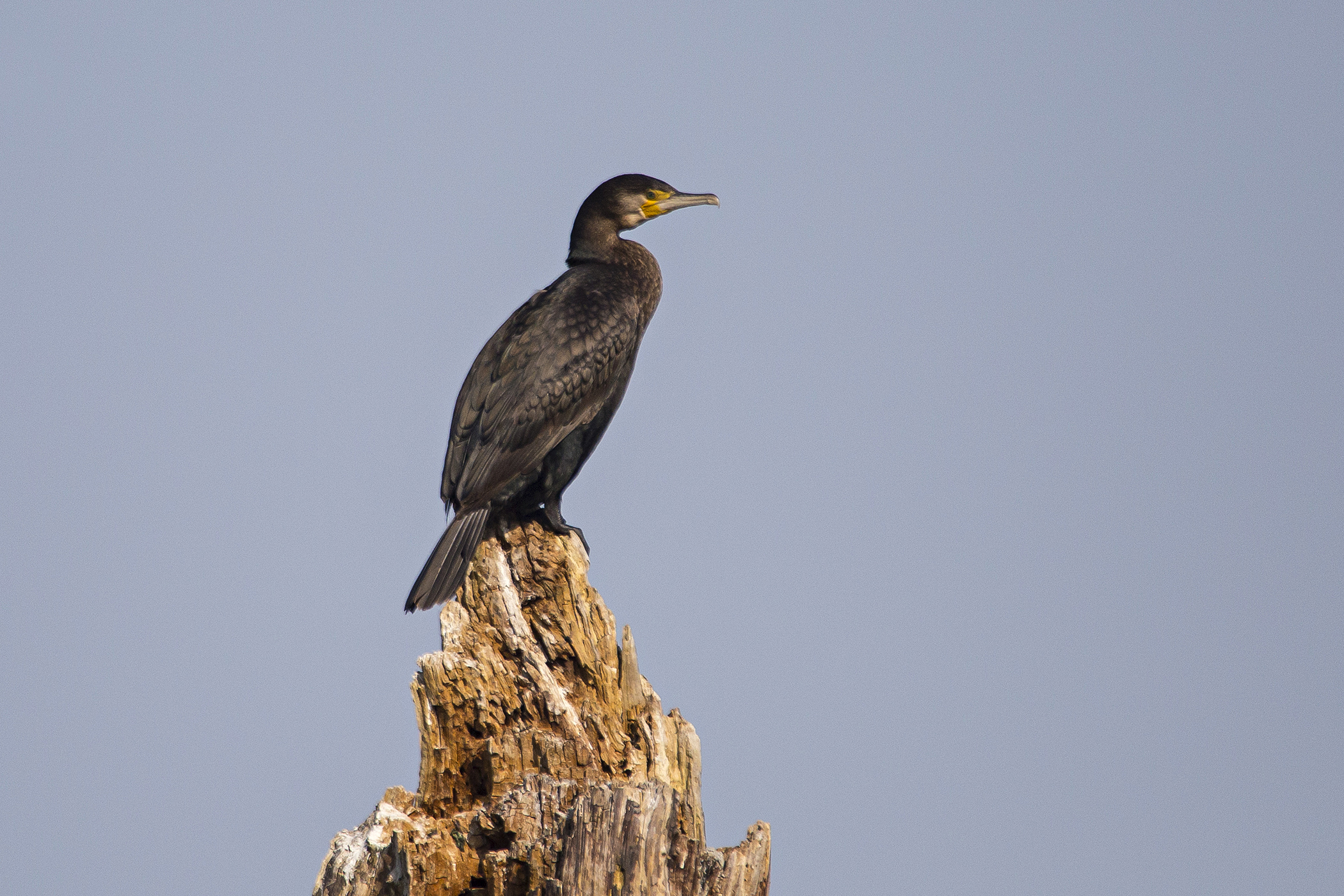 Cormorant on a dead tree