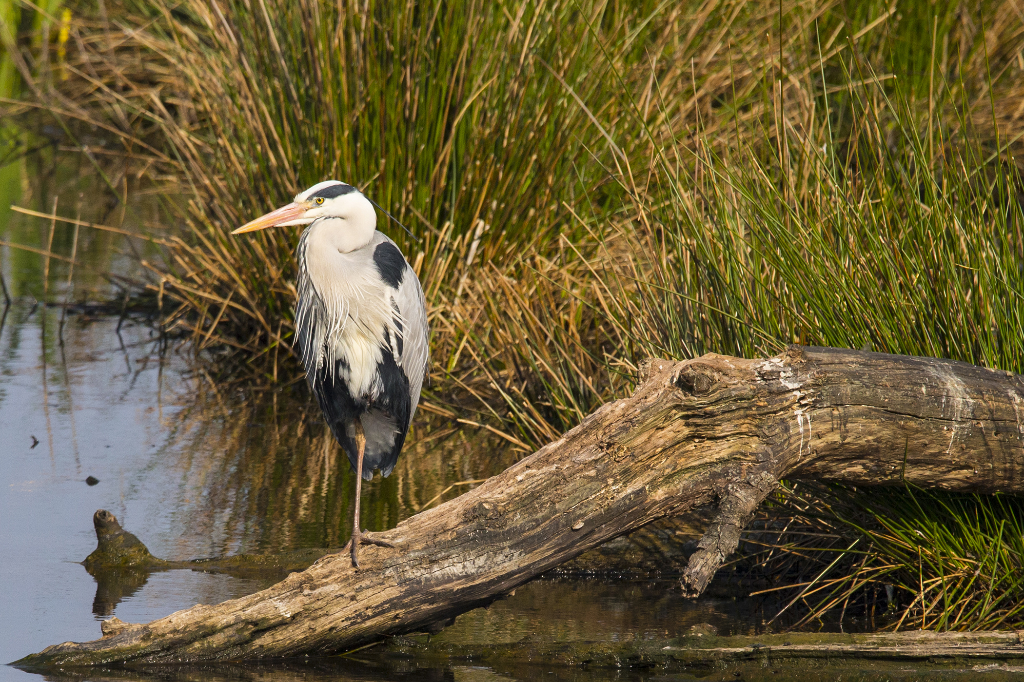 Gray Heron on a dead tree