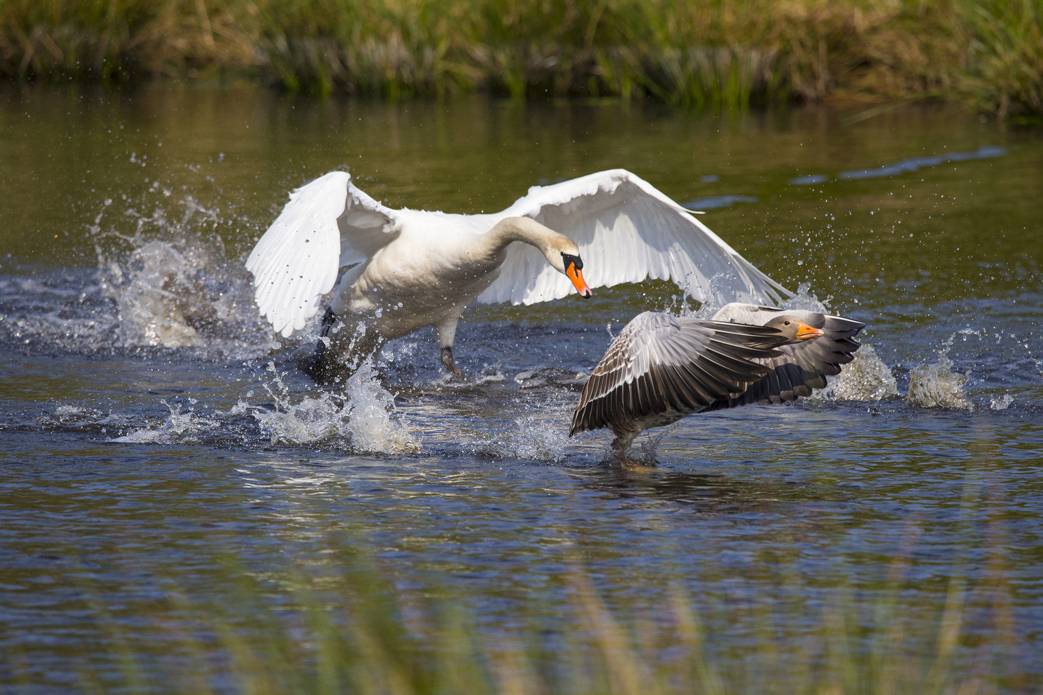 Goose being hunted by swan