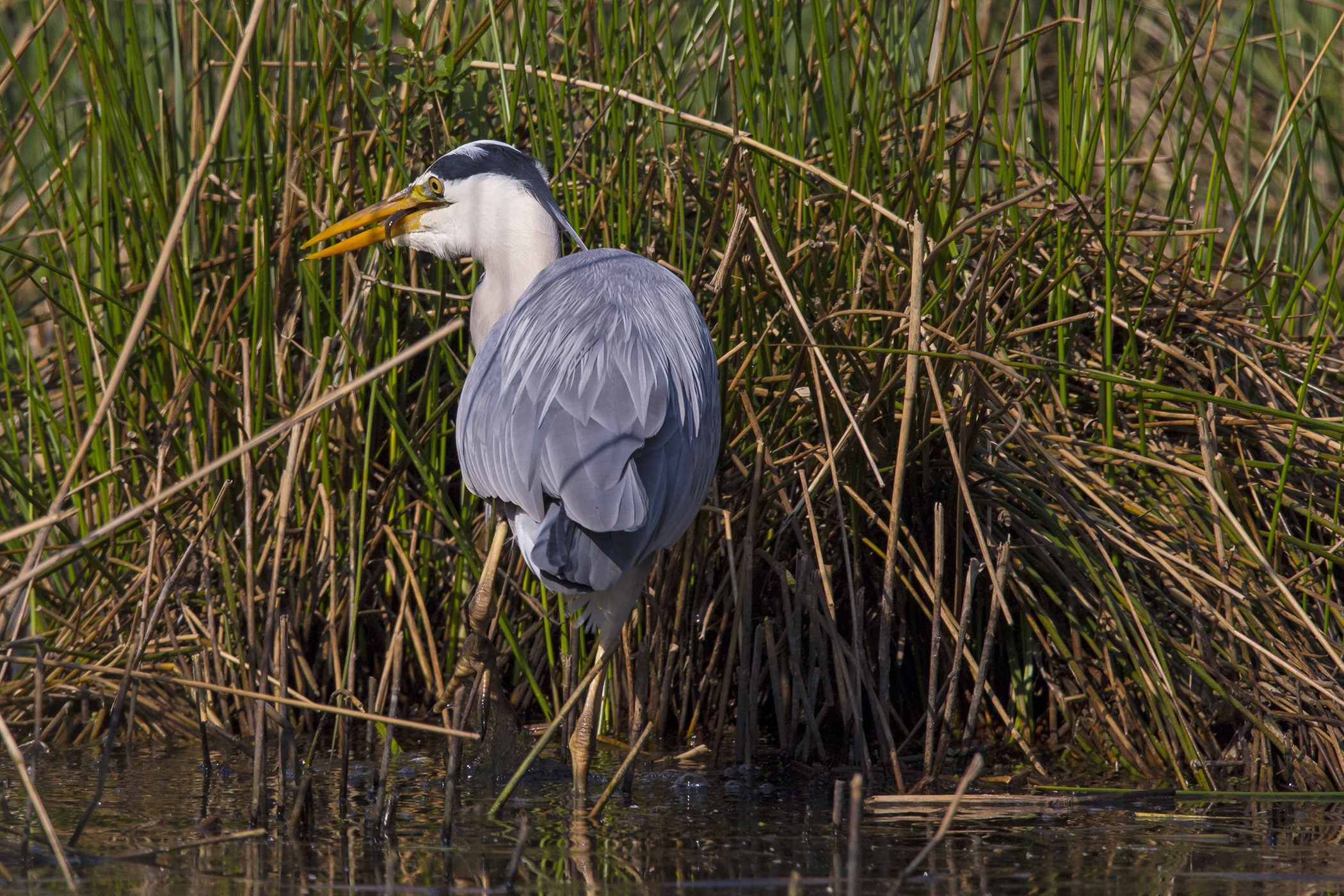 Gray heron with a fish