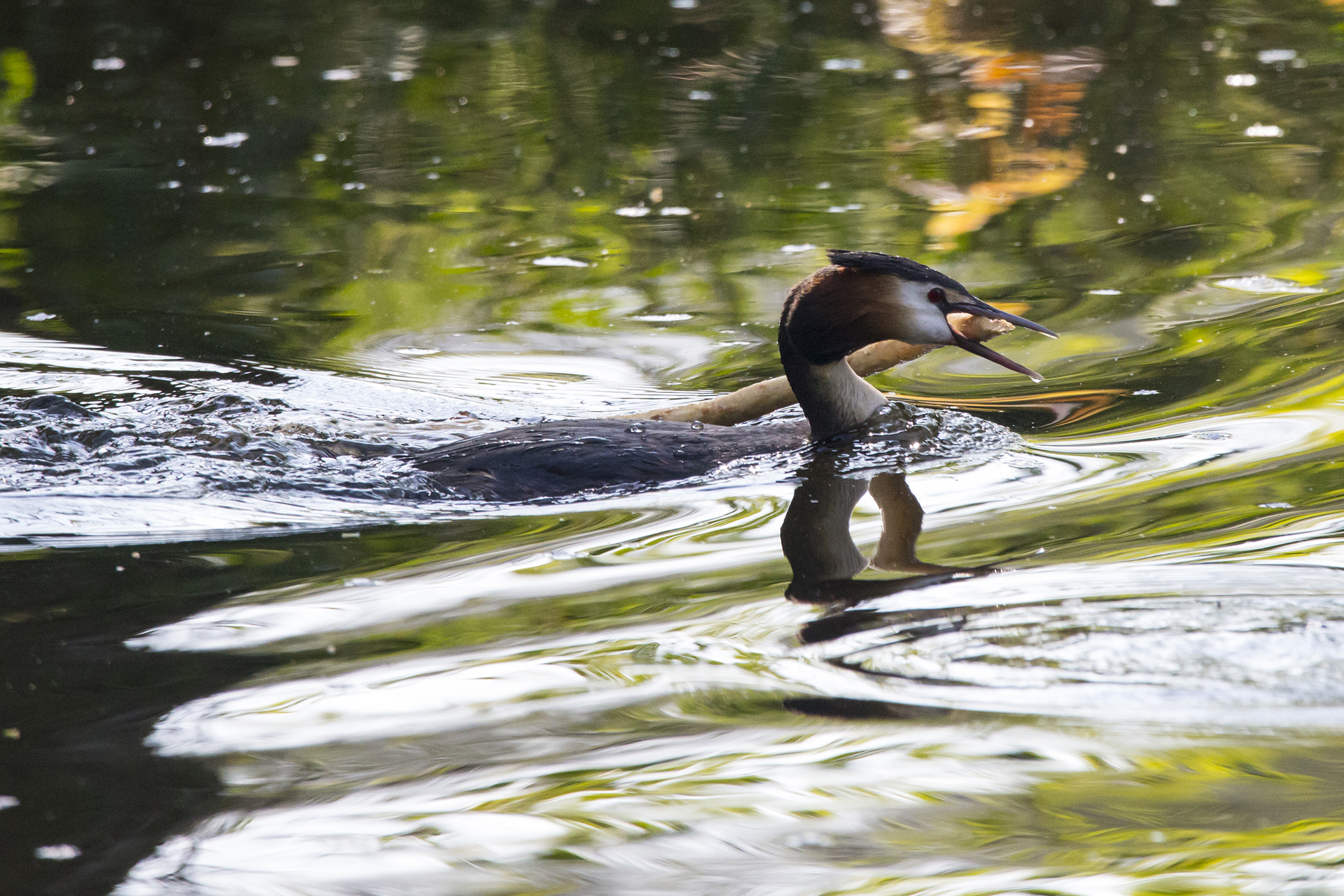 Great crested grebe