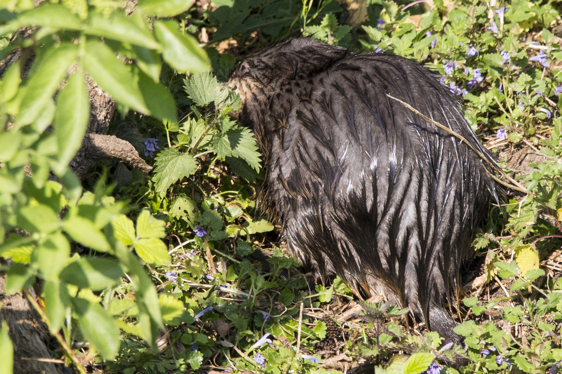 Coypu