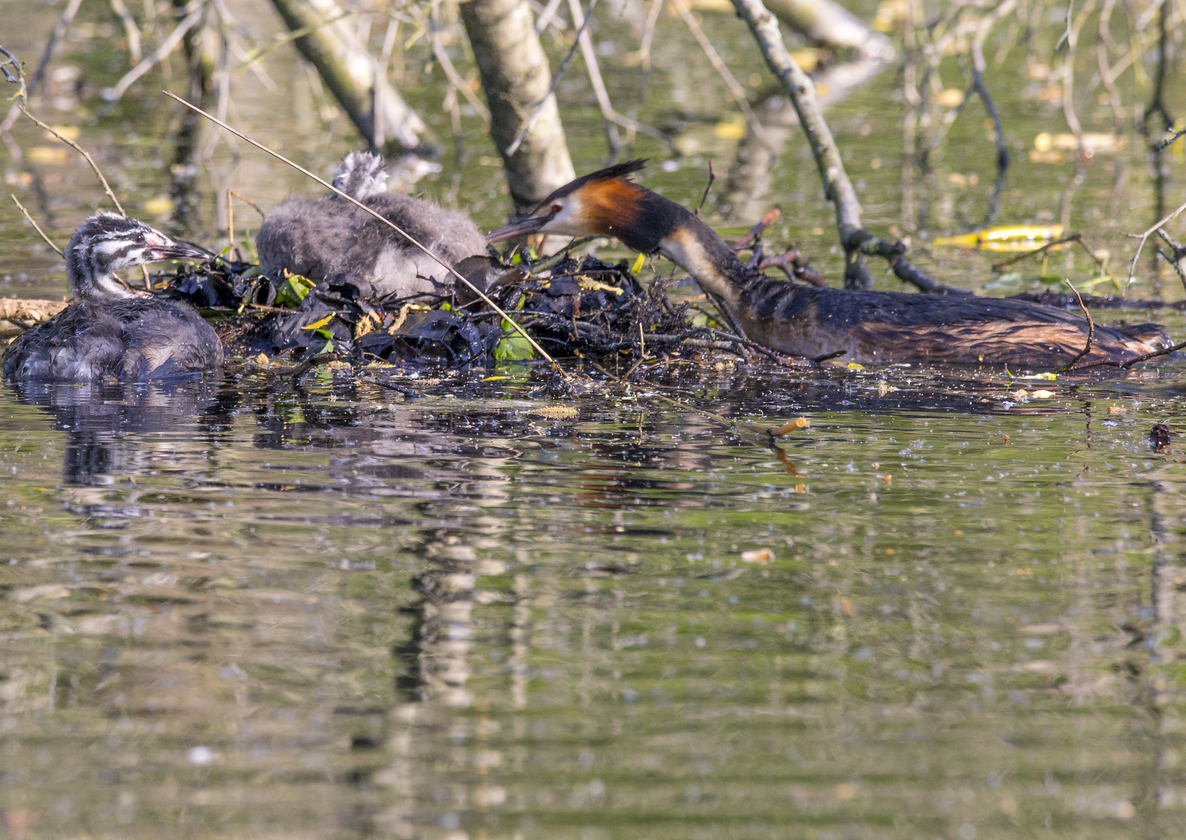 Great crested grebe mit 