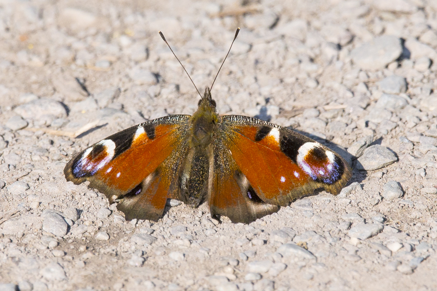 Peacock butterfly