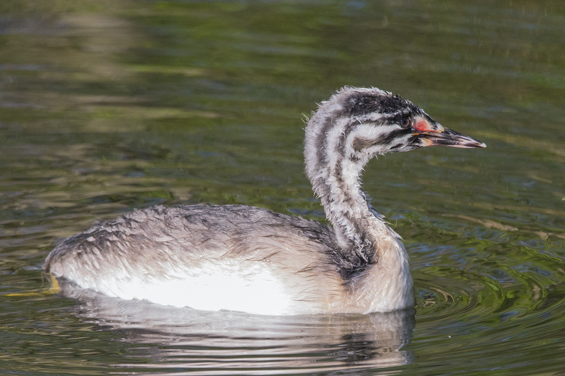 Young great crested grebe