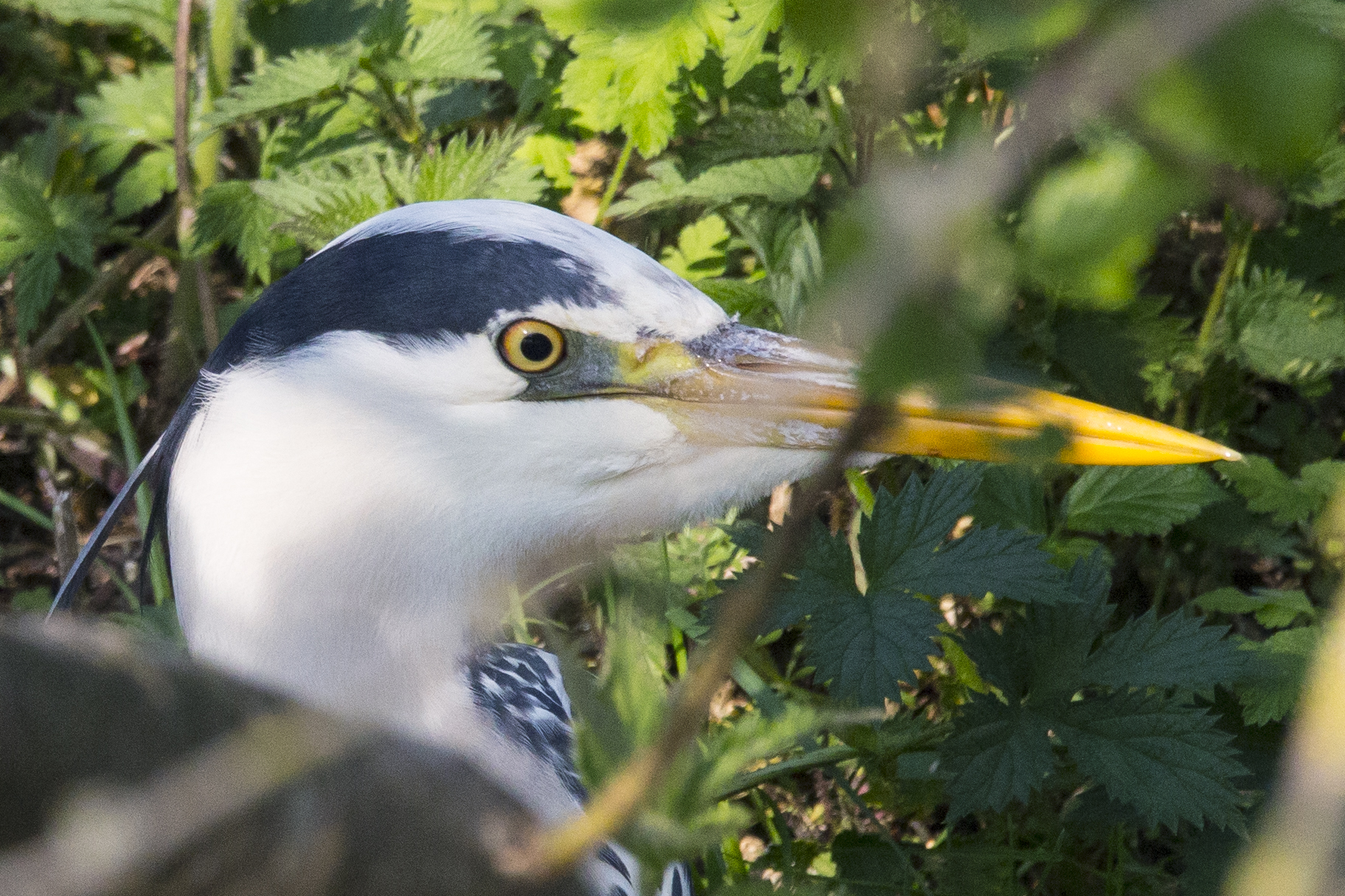 Gray heron in the undergrowth