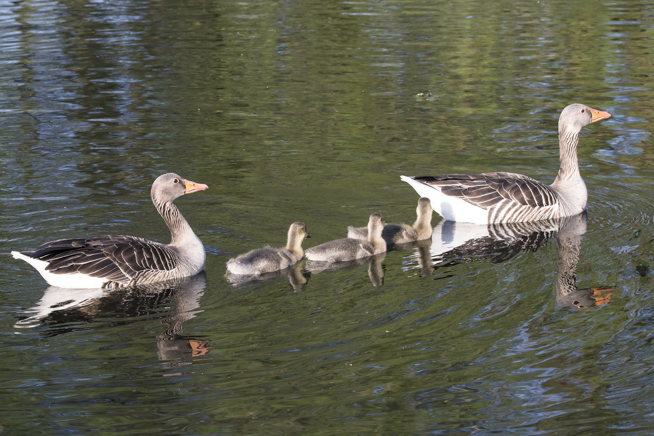 A family of greylag geese