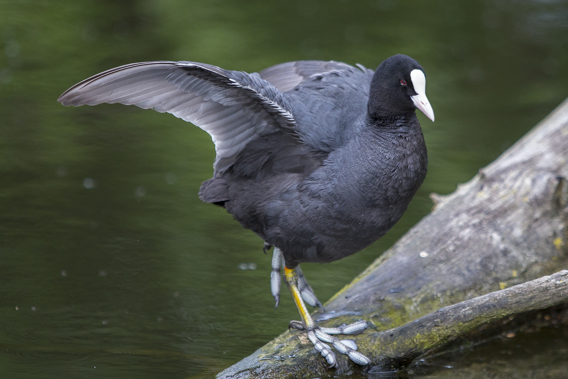 Eurasian coot