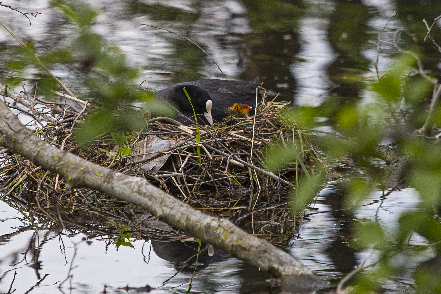 Eurasian coot with chick