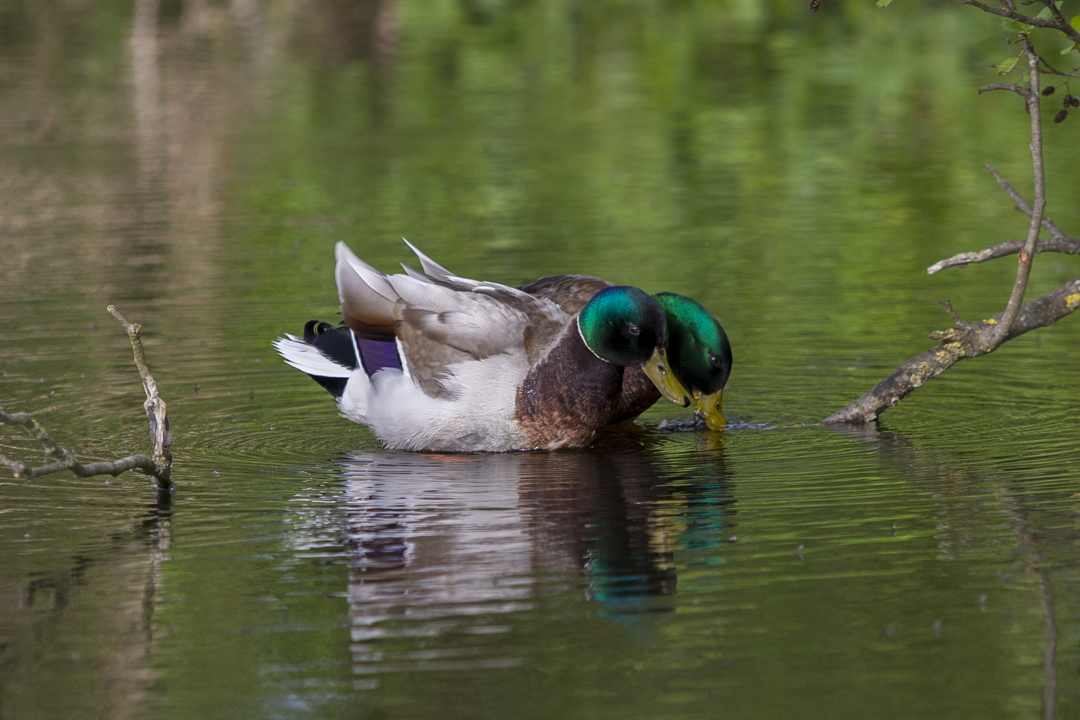 Two mallards