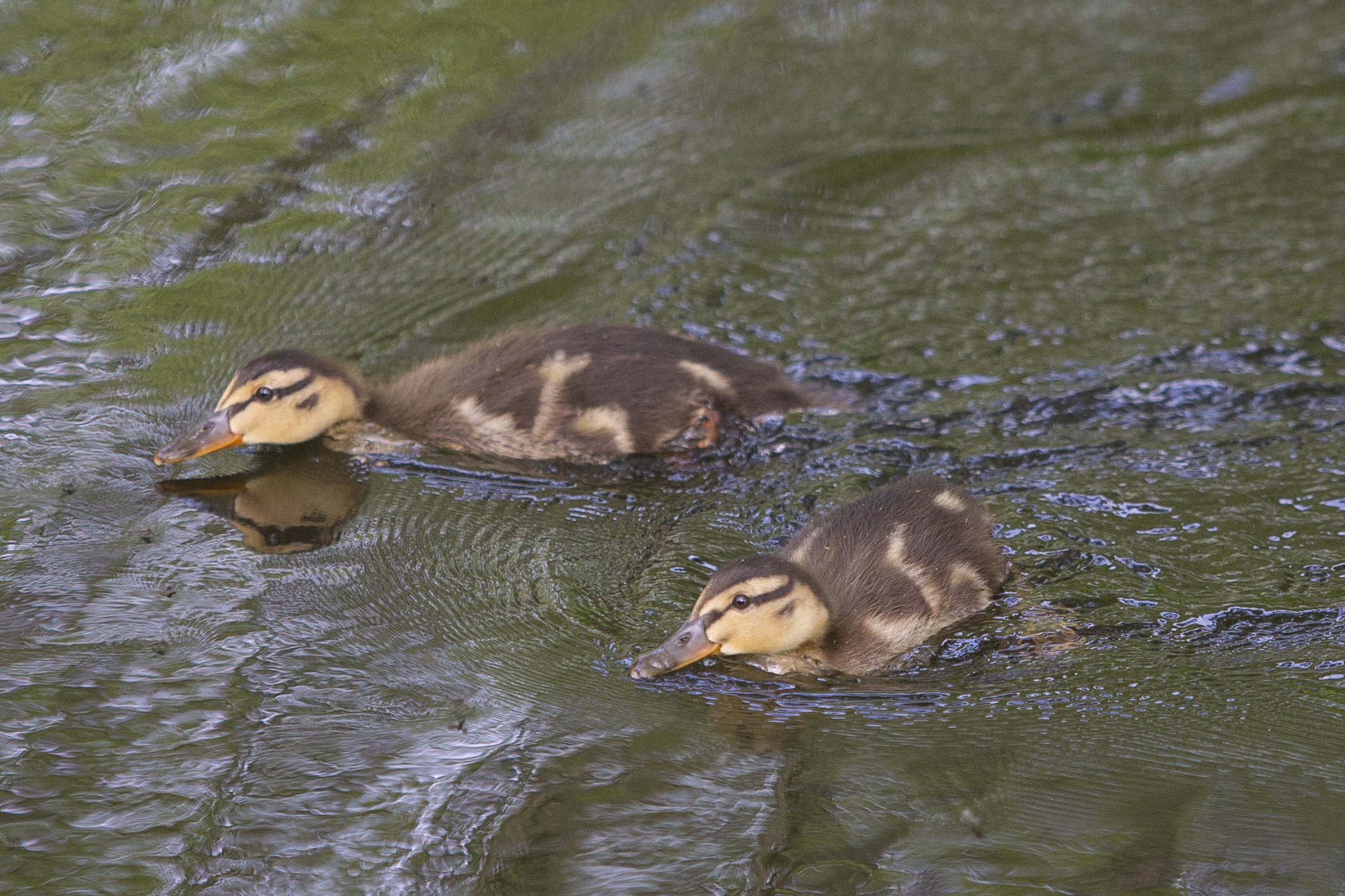 Mallard chicks in the water