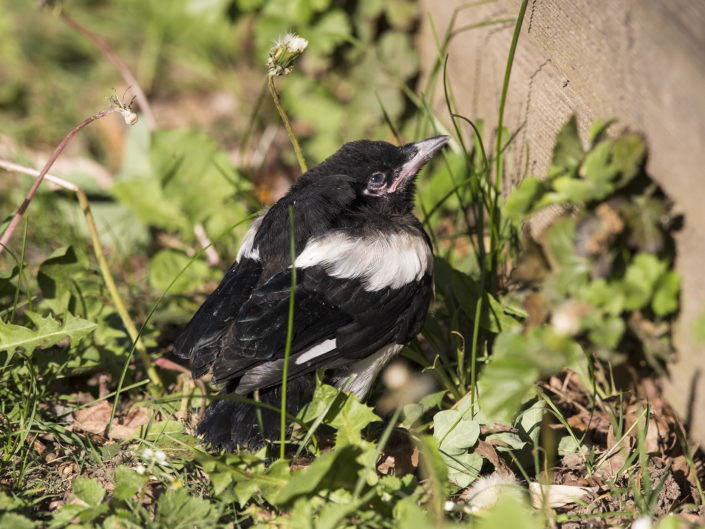 Young eurasian magpie in front of our garden