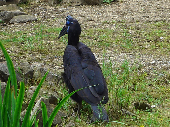 Abyssinian ground hornbill