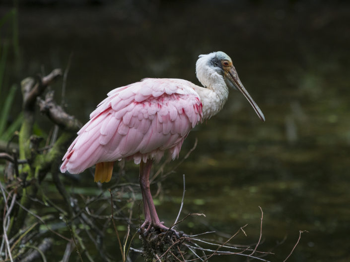 Roseate spoonbill