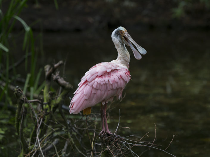 Roseate spoonbill