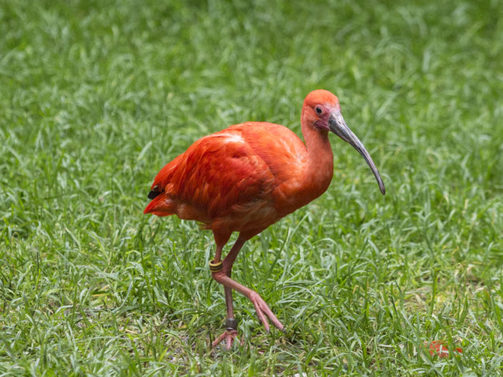 Scarlet ibis