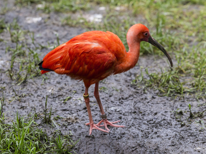 Scarlet ibis