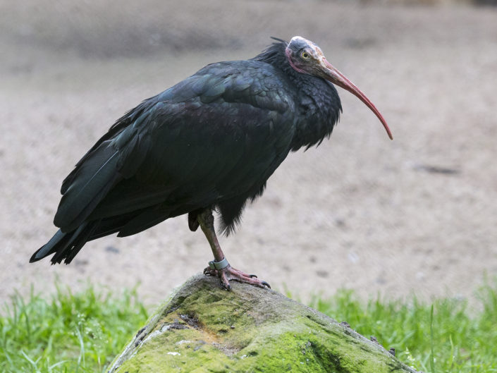 Northern bald ibis