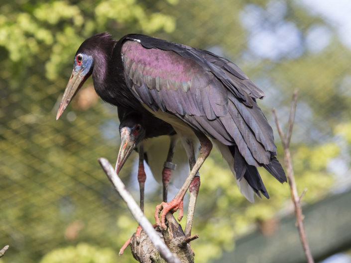 Abdim's stork