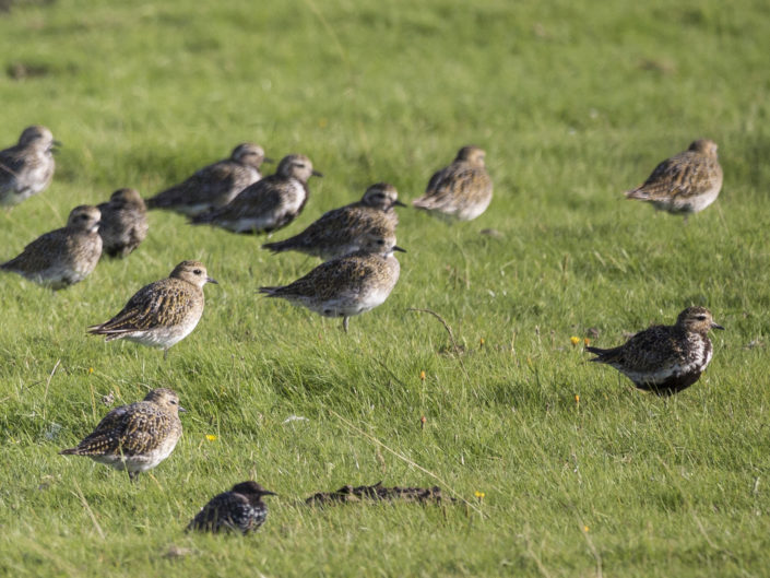 European golden plover