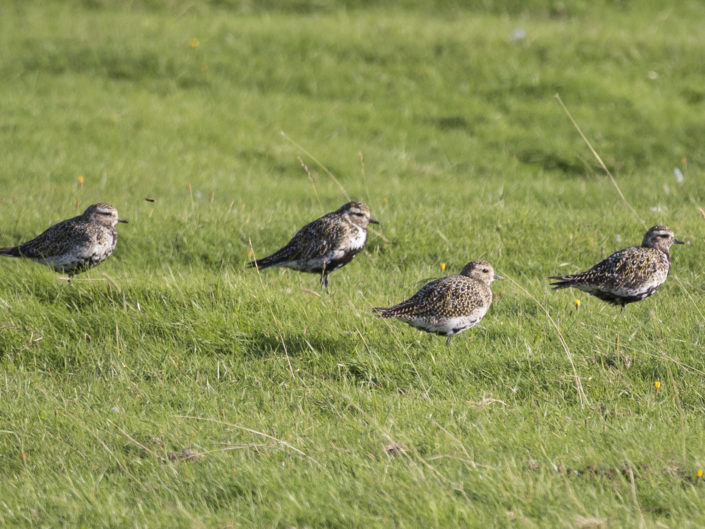 European golden plover