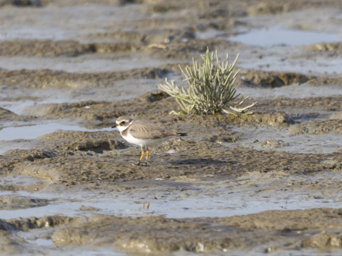 Common ringed plover