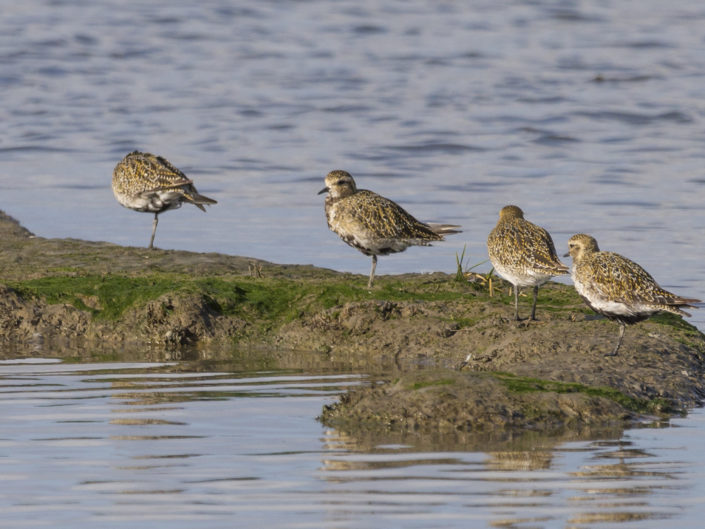 European golden plover