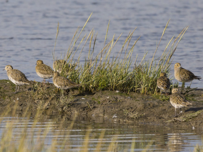 European golden plover