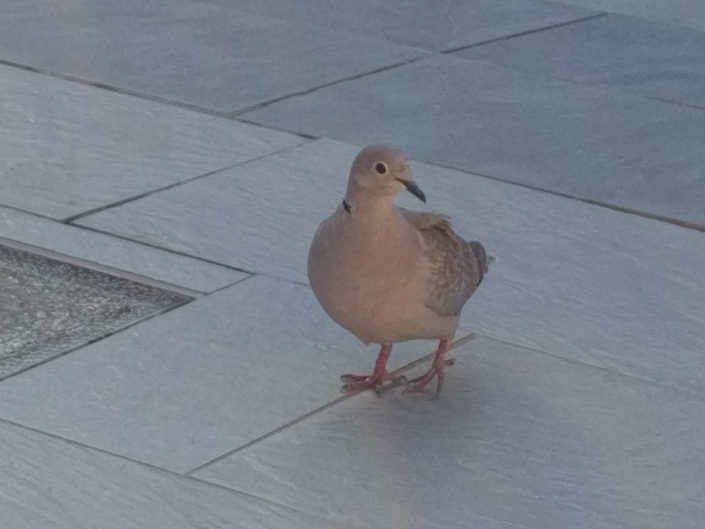 Eurasian collared dove