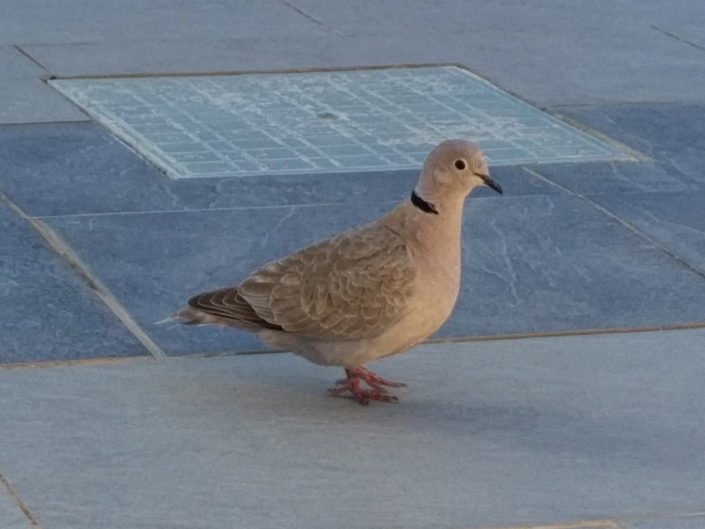 Eurasian collared dove