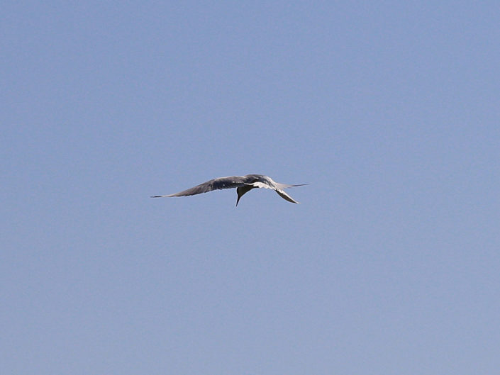 Common tern