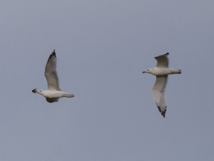 Caspian gulls