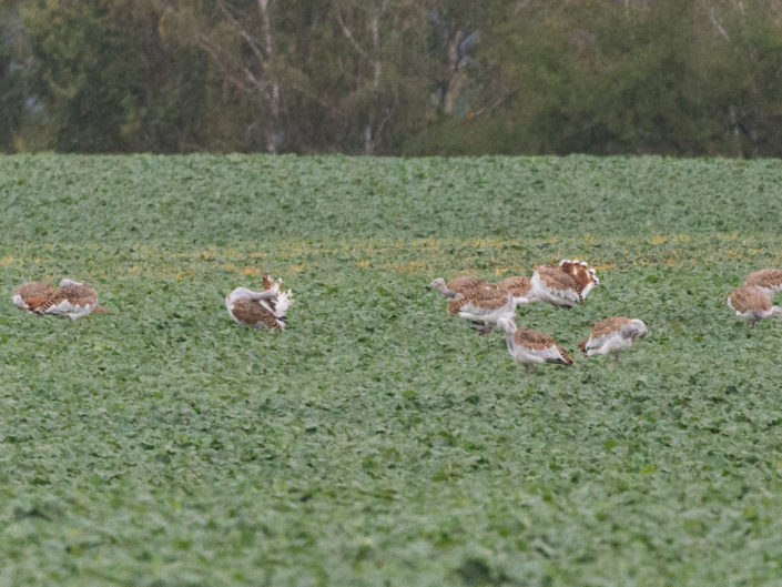 Great bustard