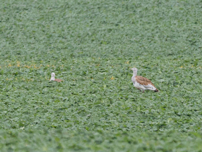 Great bustard