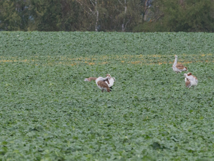 Great bustard