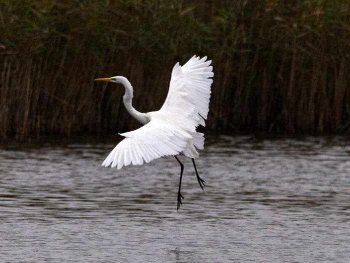 Great egret landing