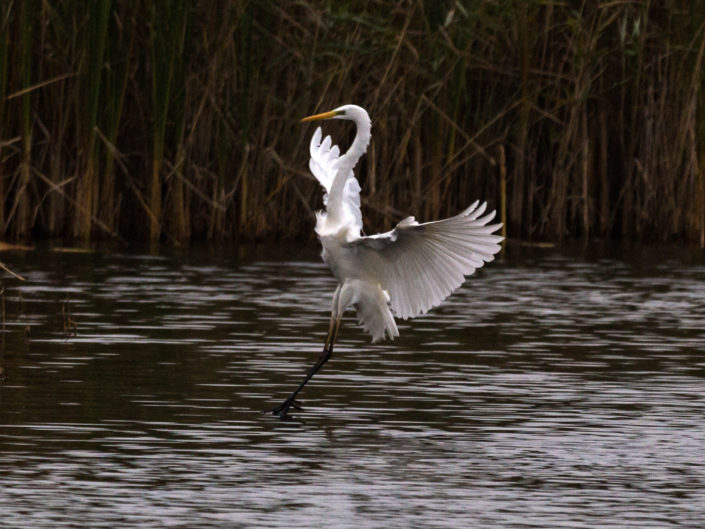Great egret landing