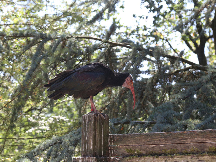 Northern bald ibis