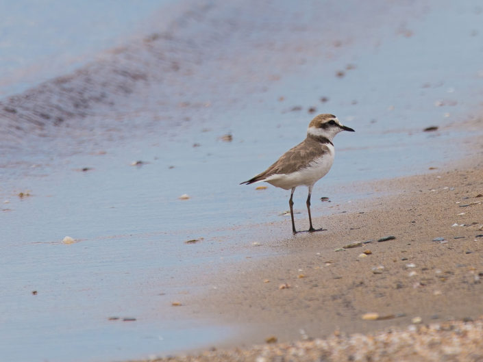 Kentish plover