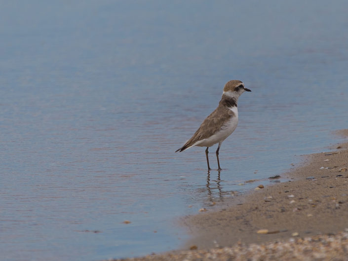 Kentish plover
