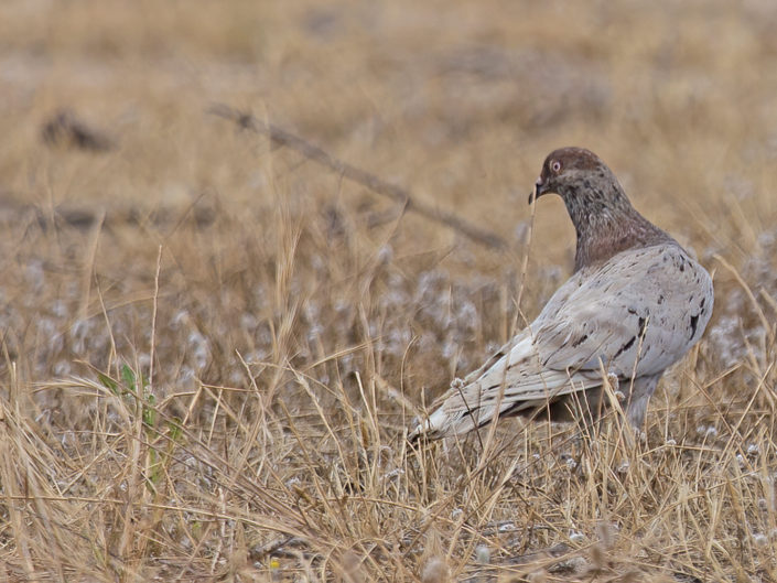 Feral pigeon