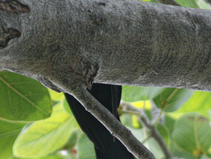 Male asian koel