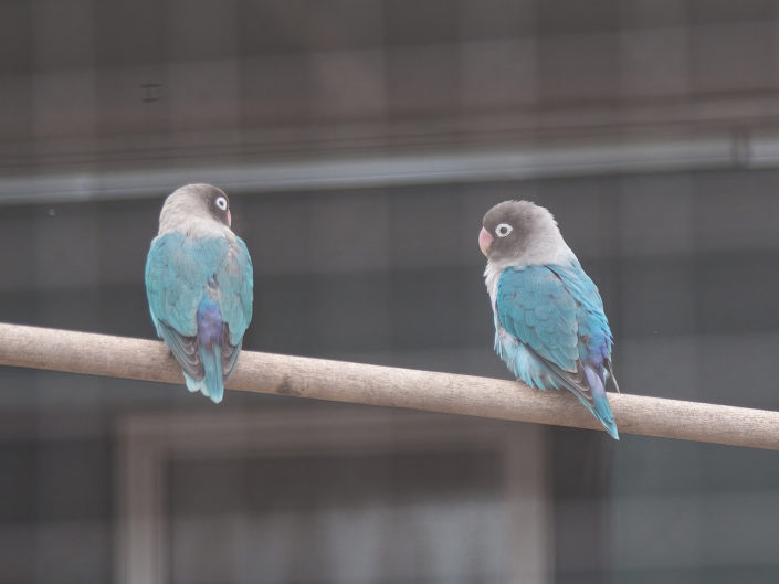 Masked lovebird